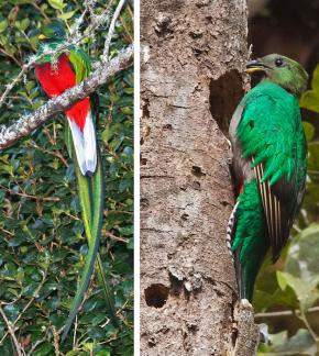 <p><strong>SF Fig. 1.5.</strong> (<strong>B</strong>) Resplendent quetzal (<em>Pharomachrus mocinno</em>) female (left) and male (with yellow beak on right) are found in the trees of Costa Rica.</p>