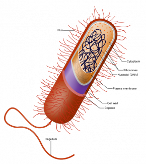 <p><strong>SF Fig. 2.1.</strong> (<strong>A</strong>) Prokaryote bacterium with a cell wall made of peptidoglycan</p>
