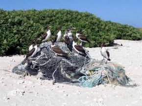 <p><strong>SF Fig. 3.3.</strong> (<strong>A</strong>) Brown boobies (<em>Sula leucogaster</em>) sitting on a pile of marine debris on Green Island, Kure Atoll.</p>

