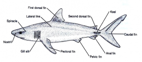 <p><strong>SF Fig. 4.1.</strong>&nbsp;(<strong>B</strong>) General anatomy of the most common group of sharks, the Carcharhinids, which include sandbar, grey reef, and galapagos sharks.</p>
