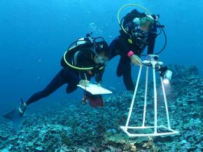 <p><strong>SF Fig. 9.1.</strong> (<strong>A</strong>) Marine biologists use photoquadrats to record species diversity and percent coral cover underwater at the Papahānaumokuākea Marine National Monument in Hawai‘i.</p>

