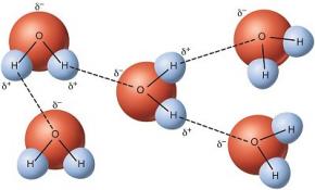 <p><strong>Fig. 3-7:</strong>&nbsp;Hydrogen bonds shown as the dotted lines between water molecules.</p>
