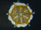 <p><strong>Fig. 3.25.</strong>&nbsp;(<strong>B</strong>) <em>Leptastrea purpurea</em> coral polyp</p>
