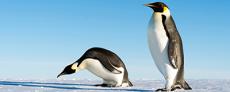 Pair of emperor penguins introducing amphibians, reptiles and bird species