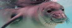 Image of seal representing aquatic mammal species