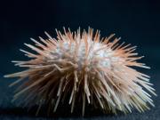 <p><strong>Fig. 3.83.</strong> (<strong>A</strong>) Sea urchin (class Echinoidea)</p>