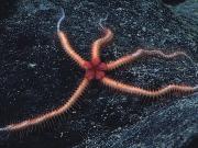 <p><strong>Fig. 3.83.</strong>&nbsp;(<strong>C</strong>) Brittle star (class Ophiuroidea)</p>