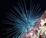 <p><strong>Fig. 3.87.</strong> (<strong>A</strong>) Long sharp spines on a long-spined sea urchin (<em>Diadema antillarum</em>)</p>