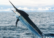 <p><strong>Fig. 4.16.</strong> (<strong>B.3</strong>) A billfish</p>