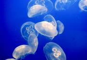 <p><strong>Fig. 4.7.</strong>&nbsp;(<strong>B</strong>) Jellyfish, or jelly medusas, are really cnidarians (not fish).</p>