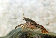 <p><strong>Fig. 4.7.</strong>&nbsp;(<strong>C</strong>) Crayfish, or crawdads, are really crustaceans (not fish).</p>