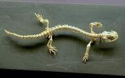 <p><strong>Fig. 5.12.</strong>&nbsp;(<strong>B</strong>) Skeleton of a salamander</p>