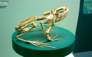 <p><strong>Fig. 5.12.</strong>&nbsp;(<strong>C</strong>) Skeleton of a bullfrog</p>