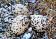 <p><strong>Fig. 5.36.</strong> (<strong>B</strong>)&nbsp;Camouflaged eggs in Eurasian oystercatcher (<em>Haematopus ostralegus</em>) nest, northern Norway</p>