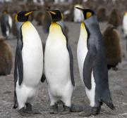 <p><strong>Fig. 5.37.</strong>&nbsp;(<strong>A</strong>) King penguin (<em>Aptenodytes patagonicus</em>) South Georgia Island, south Atlantic ocean basin</p>