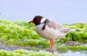 <p><strong>Fig. 5.40.</strong> (<strong>A</strong>) Hooded plover (<em>Thinornis rubricollis</em>), Bruny Island, Tasmania</p>