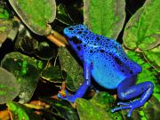 <p><strong>Fig. 5.7.</strong>&nbsp;(<strong>C</strong>) Blue poison dart frog (<em>Dendrobates azureus</em>)</p>