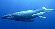 <p><strong>Fig. 6.29.</strong>&nbsp;(<strong>C</strong>) Humpback whale (<em>Megaptera novaeangliae</em>) mother and calf</p>