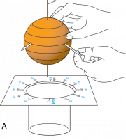 <p><strong>Fig. 1.22.</strong> (<strong>A</strong>) Place the orange in the template.</p>