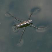 <p><strong>3.14A.</strong> A water strider</p>