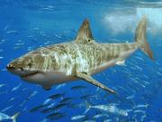 <p><b>Fig. 4.13.</b> (<strong>B</strong>) a great white shark</p>