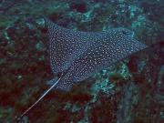 <p><b>Fig. 4.13.</b> (<strong>D</strong>) a spotted eagle ray</p>