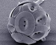 <p><strong>Fig. 2.15.</strong> (<strong>A</strong>) An individual phytoplankton cell (<em>Coccolithus pelagicus</em>)</p>