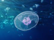<p>Moon Jellyfish (<em>Aurelia aurita</em>)</p>