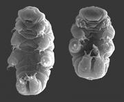 <p><strong>SF Fig. 1.1.</strong> (<strong>C</strong>) Tardigrade</p>