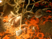 <p><strong>SF Fig. 2.4.</strong> (<strong>A</strong>) A cold seep tubeworm surrounded by orange bacterial mats of the sulfide-oxidizing bacteria at 550 m depth</p>