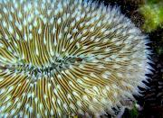 <p><strong>SF Fig. 3.5.</strong>&nbsp;(<strong>B</strong>) Mushroom coral (<em>Fungia</em> sp.)</p>