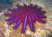 <p><strong>SF Fig. 3.5.</strong> (<strong>C</strong>) Crown-of-thorns sea star (<em>Acanthaster planci</em>)</p>