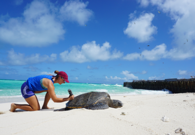 Volunteer with Hawaiian green sea turtle