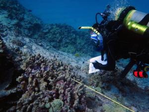 Jamie Caldwell conducting a coral health survey. Credit: UH HIMB.