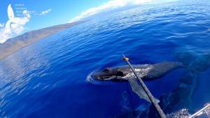 UH researchers tag a humpback whale calf off of Maui  (NOAA permit #21476)