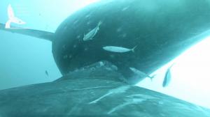A humpback whale nurses her calf. (NOAA permit #21476)