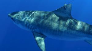 A tiger shark in Hawaiʻi with the latest generation of satellite tags. Photo Credit: Mark Royer