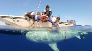 Experts tag a tiger shark with a tracking device in the waters off Maui. Photo credit: HIMB