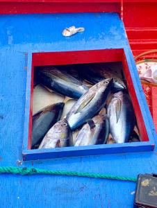 Fish caught in the Marshall Islands. Garry Venus (World Bank) 