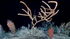 A diverse, dense coral community at Debussy Seamount. Credit: NOAA OER
