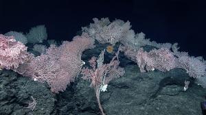 A dense pink coral garden nearly 5900 feet deep on Mendellsohn Seamount. Credit: NOAA OER.