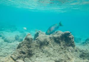 A large parrotfish scrapes algae from a Hawaiian reef. Credit: Noam Altman-Kurosaki. 