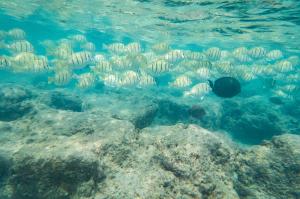 A large school of surgeonfishes swims over a shallow Hawaiian reef. Credit: Noam Altman-Kurosaki. 