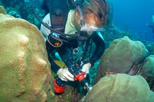 Ty Roach takes a sample to study viruses, microbes and metabolites of coral. Credit: Ben Mueller