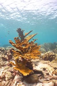 An endangered coral species, Acropora palmata. Photo credit: Dr. Ben Mueller