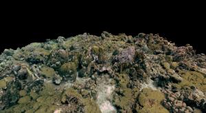 A large-scale, 3D reconstruction of a coral reef. Credit: Dr. Stuart Sandin