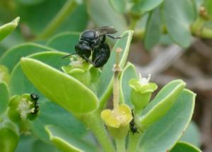 Female yellow-faced bee on a native 'akoko plant