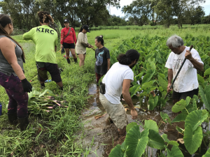 UH West O‘ahu students restore lo‘i and harvest kalo in Hanalei Valley on Kaua‘i.