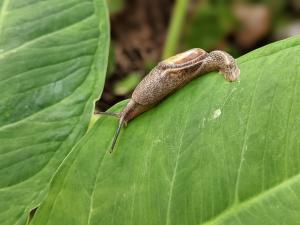 Parmarion martensi (aka semi slug) on taro leaf in Maikiki Valley, Oahu, HI. Credit: Randi Rollins