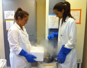 Summer interns Malia Paresa and Kelly Martorana place coral into the frozen repository.